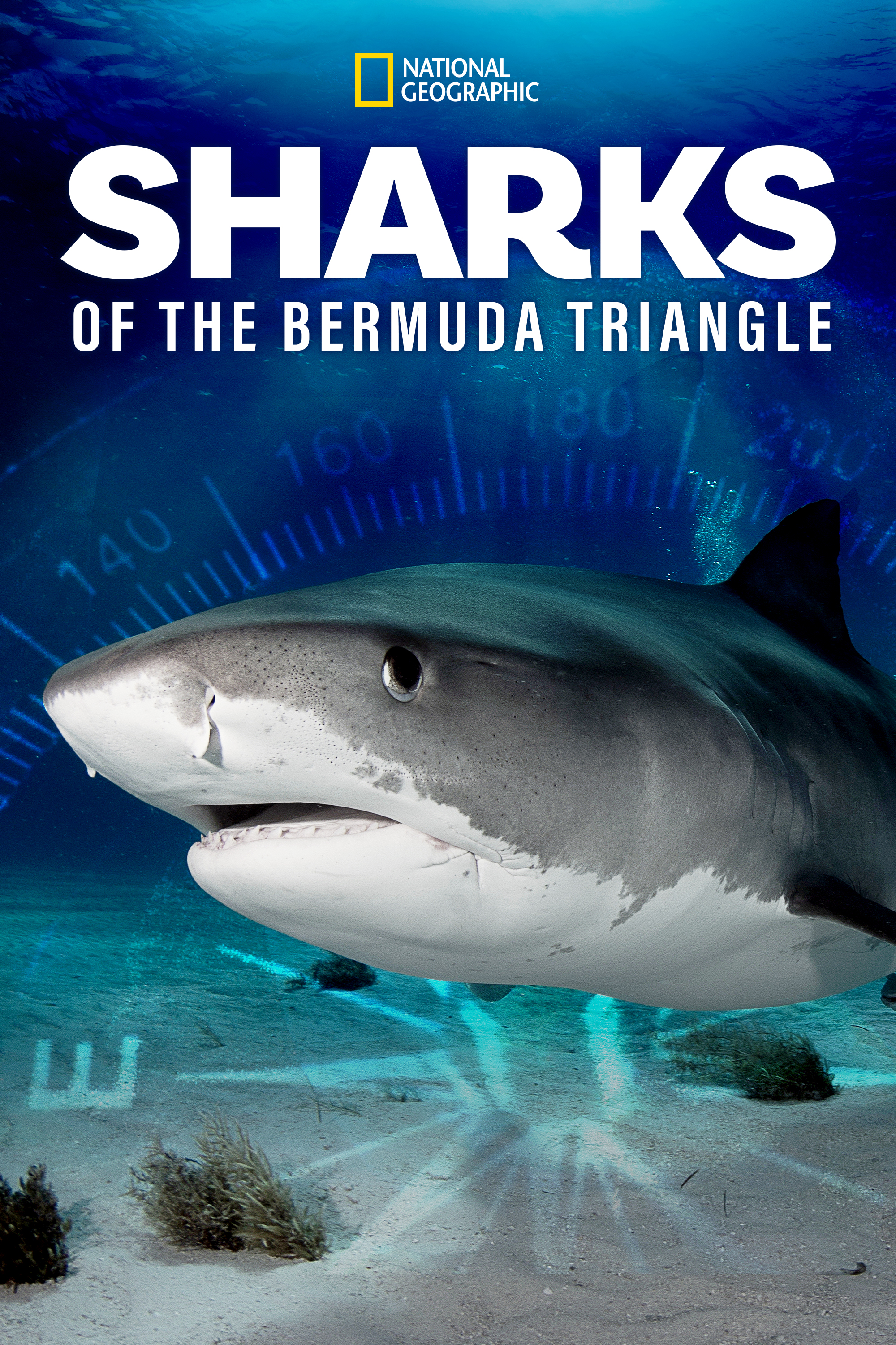     Sharks of the Bermuda Triangle